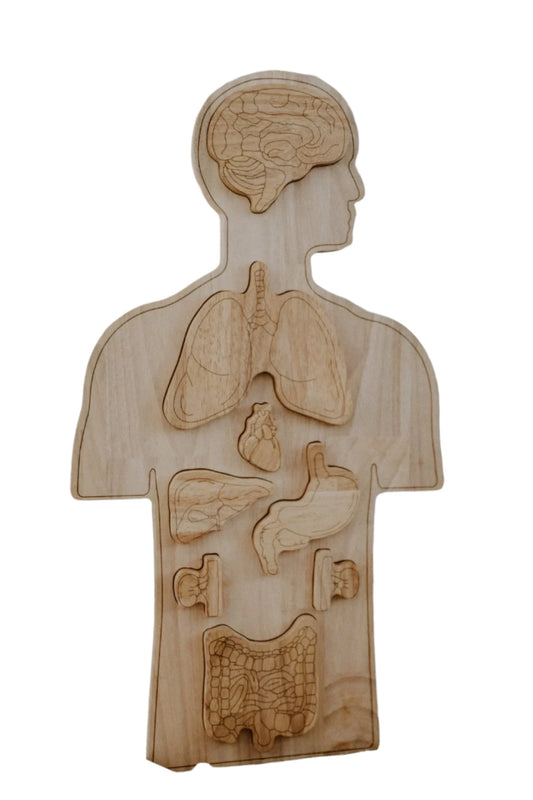 A great educational wooden puzzle learning anatomy.